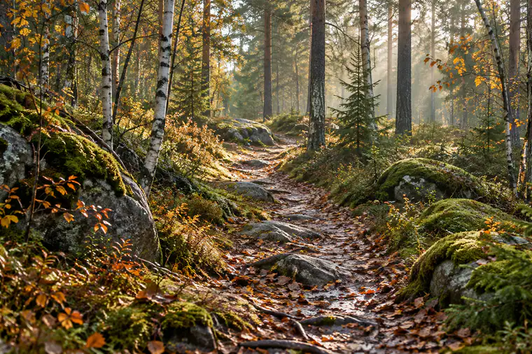Skogsstig mellan björkar och mossiga stenar i höstljus.